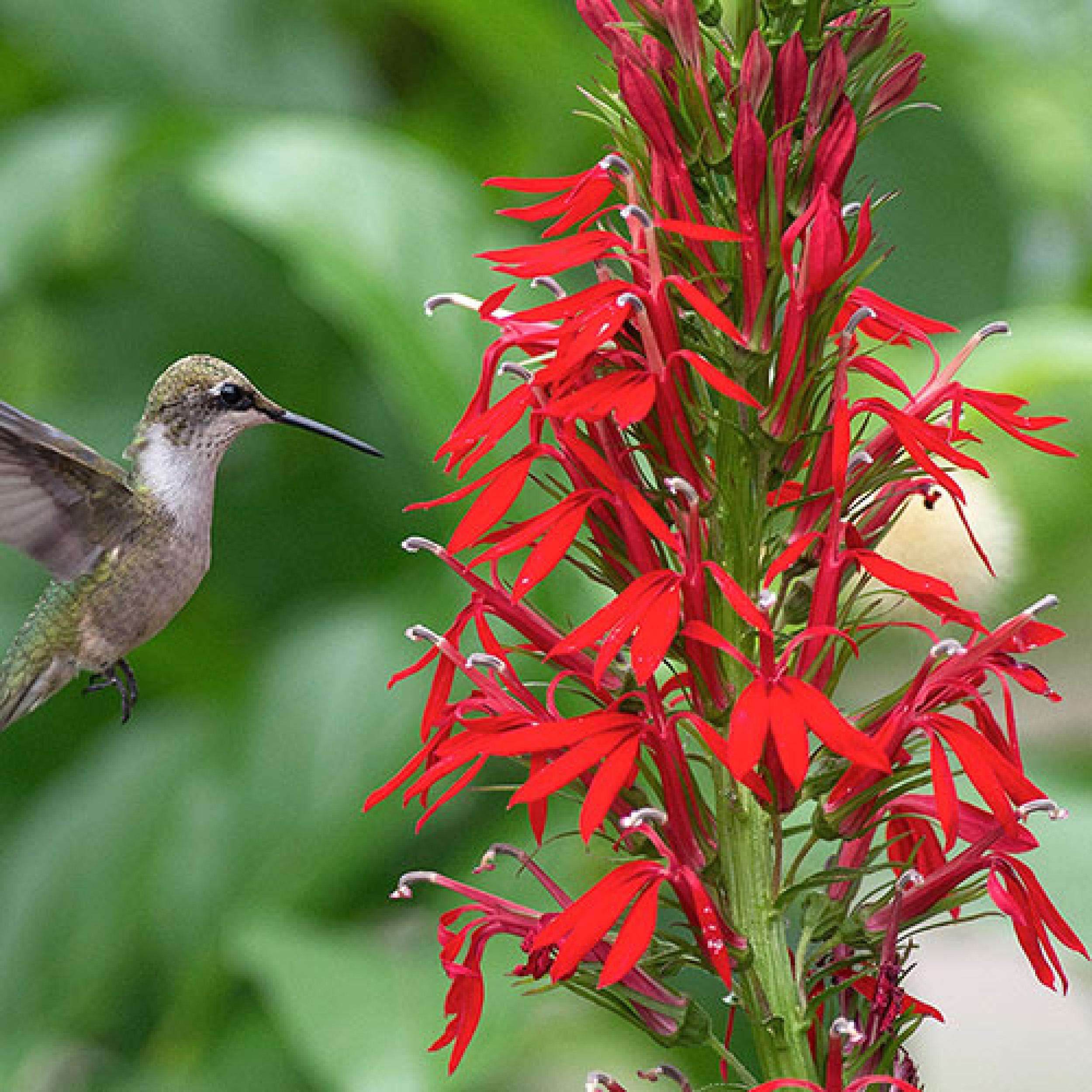 14 Beautiful Flowers Hummingbirds Love - Motivational Blog