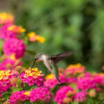 14 Beautiful Flowers Hummingbirds Love