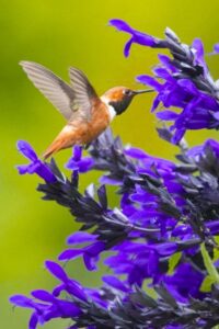 Salvia - humming bird