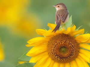 Sunflower humming bird